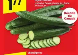 Maxi CONCOMBRES ANGLAIS | ENGLISH CUCUMBERS offer