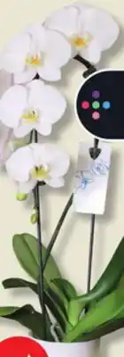 IGA CASCADE ORCHID offer