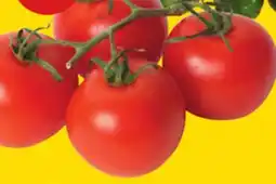 Giant Tiger 1 lb tomatoes on the vine offer