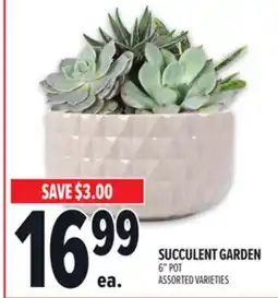 Metro SUCCULENT GARDEN offer