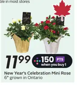 Sobeys New Year Celebration Mini Rose offer
