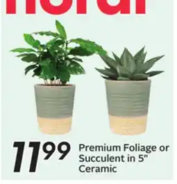 Sobeys Premium Foliage or Succulent offer