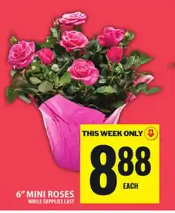 Food Basics 6 MINI ROSES offer