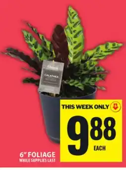 Food Basics 6 FOLIAGE offer