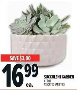 Metro Succulent garden offer
