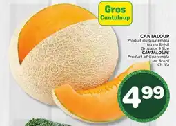Marches Tradition CANTALOUPE offer
