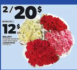 Provigo CARNATIONS offer