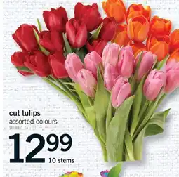 Fortinos CUT TULIPS, 10 STEMS offer