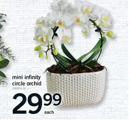Fortinos MINI INFINITY CIRCLE ORCHID offer