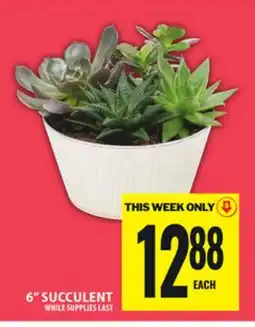Food Basics 6 SUCCULENT offer