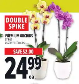 Metro PREMIUM ORCHIDS offer