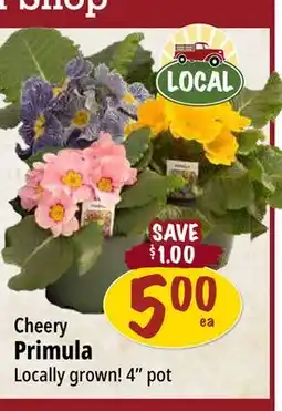 Farm Boy Cheery Primula offer