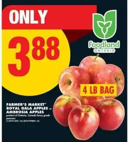 No Frills Farmer's Market Royal Gala Apples or Ambrosia Apples offer