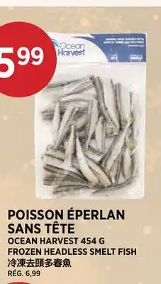 Kim Phat OCEAN HARVEST FROZEN HEADLESS SMELT FISH offer