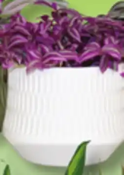 IGA BROMELIA, DRACAENA, SANSEVIERA OR TRADESCANTIA offer