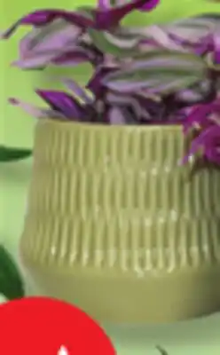 IGA TRADESCANTIA offer