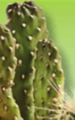 IGA LES INDISPENSABLES CACTUS OR SUCCULENTE offer