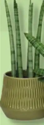 IGA BROMELIA, DRACAENA SANSEVIERE OU TRADESCANTIA BROMELIA, DRACAENA, SANSEVIERA OR TRADESCANTIA offer