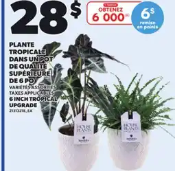 Provigo 6 INCH TROPICAL UPGRADE offer