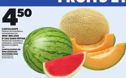 Provigo CANTALOUPES OR MINI SEEDLESS WATERMELONS offer