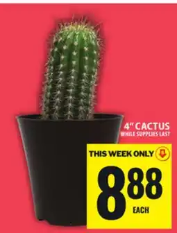 Food Basics 4 CACTUS offer