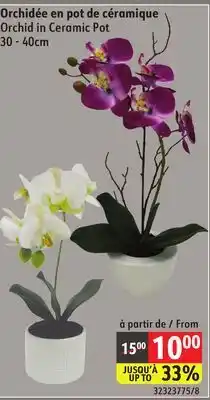 Sushi Shop Orchid in Ceramic Pot 30 - 40cm offer