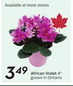 Sobeys African Violet offer