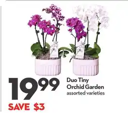 Longo's Duo Tiny Orchid Garden offer