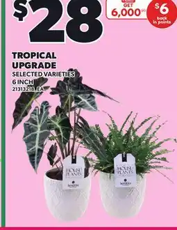 Loblaws TROPICAL UPGRADE, 6 INCH offer