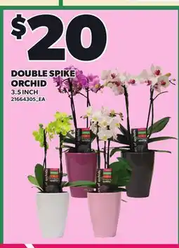 Loblaws DOUBLE SPIKE ORCHID, 3.5 INCH offer