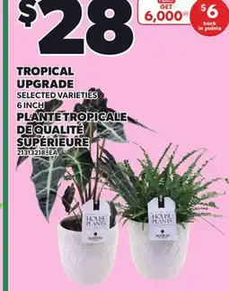 Independent Grocer TROPICAL UPGRADE, 6 INCH offer