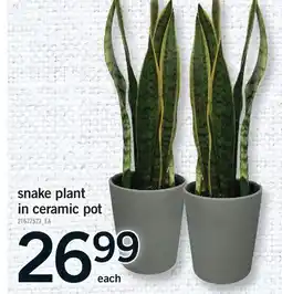 Fortinos SNAKE PLANT IN CERAMIC POT offer