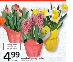 Fortinos ASSORTED SPRING BULBS, 4 POT offer