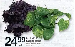 Fortinos TROPICAL 10 HANGING BASKET offer