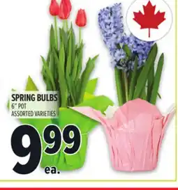 Metro SPRING BULBS offer