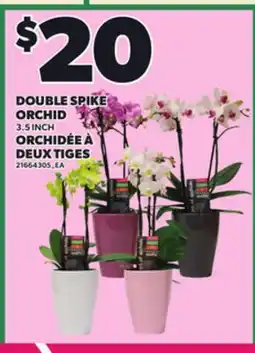 Independent City Market DOUBLE SPIKE ORCHID, 3.5 INCH offer