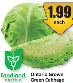Starsky Green Cabbage offer