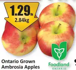 Starsky Ontario Grown Ambrosia Apples offer