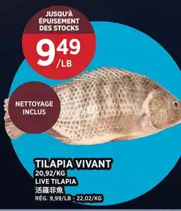 Kim Phat LIVE TILAPIA offer