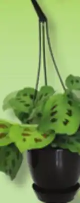 IGA LES INDISPENSABLES HANGING PLANT offer