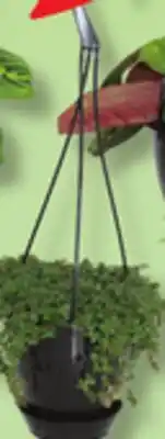 IGA HANGING PLANT offer