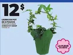 Provigo 4 INCH IVY HOOP offer
