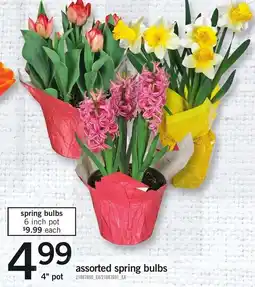 Loblaws Assorted spring bulbs offer
