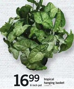 Loblaws Tropical hanging basket offer