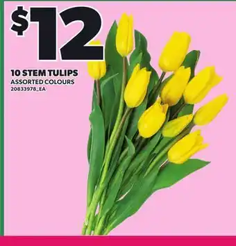 Loblaws 10 STEM TULIPS offer