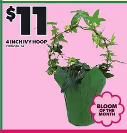Loblaws 4 INCH IVY HOOP offer