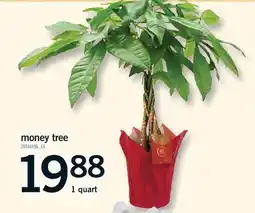 Fortinos MONEY TREE, 1 quart offer