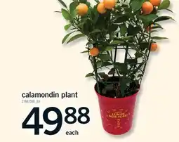 Fortinos CALAMONDIN PLANT offer