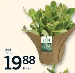 Fortinos JADE, 6 INCH offer