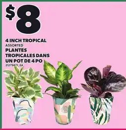 Independent Grocer 4 INCH TROPICAL offer
